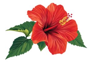 a vibrant red hibiscus flower with lush green leaves showcasing intricate petal details and a central stamen png
